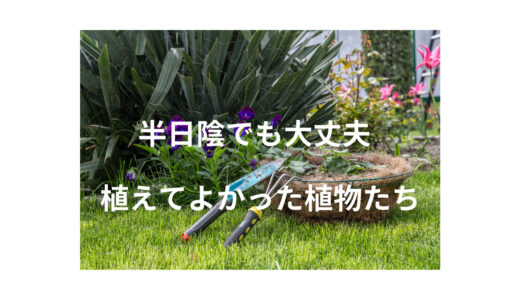 半日陰でも大丈夫！植えてよかった植物たち